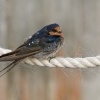 Vlastovka sedobricha - Hirundo neoxena - Welcome swallow 2618